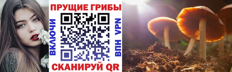 Псилоцибиновые грибы Psilocybe Николаевск